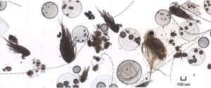 Nízká biomasa jemného zooplanktonu, bez výrazné dominance kteréhokoli druhu. Ve vzorku koretry.