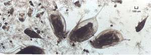Střední až středně hrubý zooplankton, dafnie až 2mm