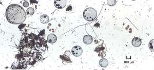 Minimum jemného zooplanktonu
