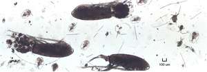 Minimum středního zooplanktonu, Dominantu tvoří Eudiaptomus a Asplanchna