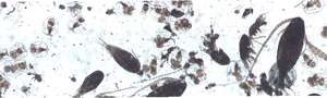 Střední biomasa středního zooplanktonu, z vířníků dominuje Asplanchna, Daphnie ojediněle, buchanky vznášivky půl na půl.