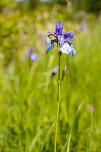 kosatec sibiřský (Iris sibirica)