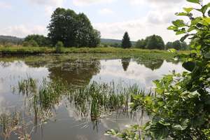 rybník Šindelka s porostem zevaru jednoduchého