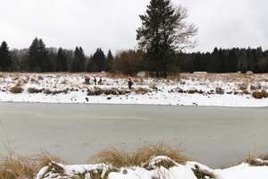 rybník Ledvinka, vysekávání a vyřezávání náletových dřevin podél stoky