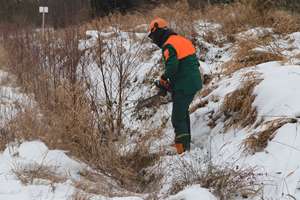 rybník Ledvinka, vyřezávání náletových dřevin - olší 2