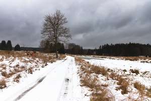 rybník Ledvinka, čištění stoky od náletových dřevin