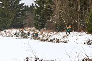 čištění břehu rybníku Šindelka od náletů olše a smrku